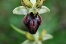 Ophrys sphegodes